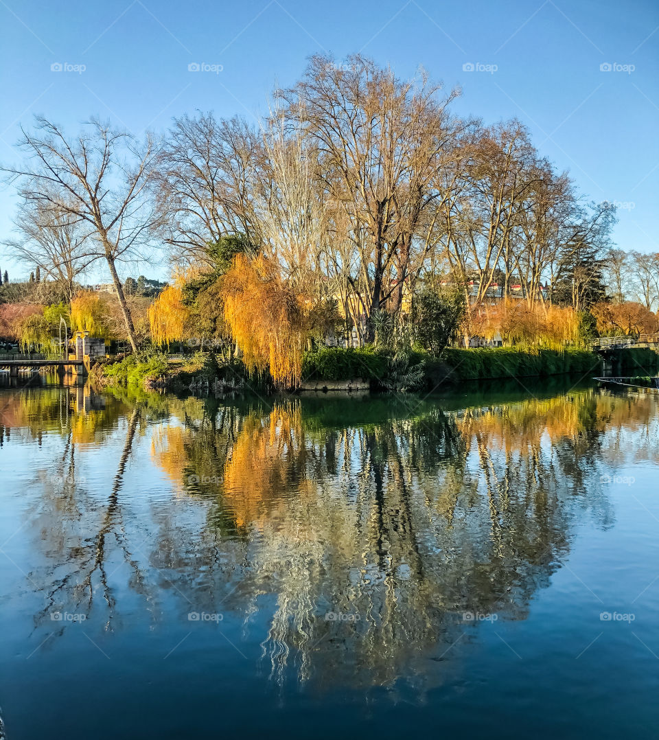 Bare winter trees are reflected in calm water against a crisp, blue sky
