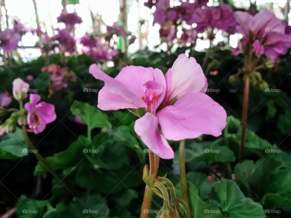 Purple Flowers