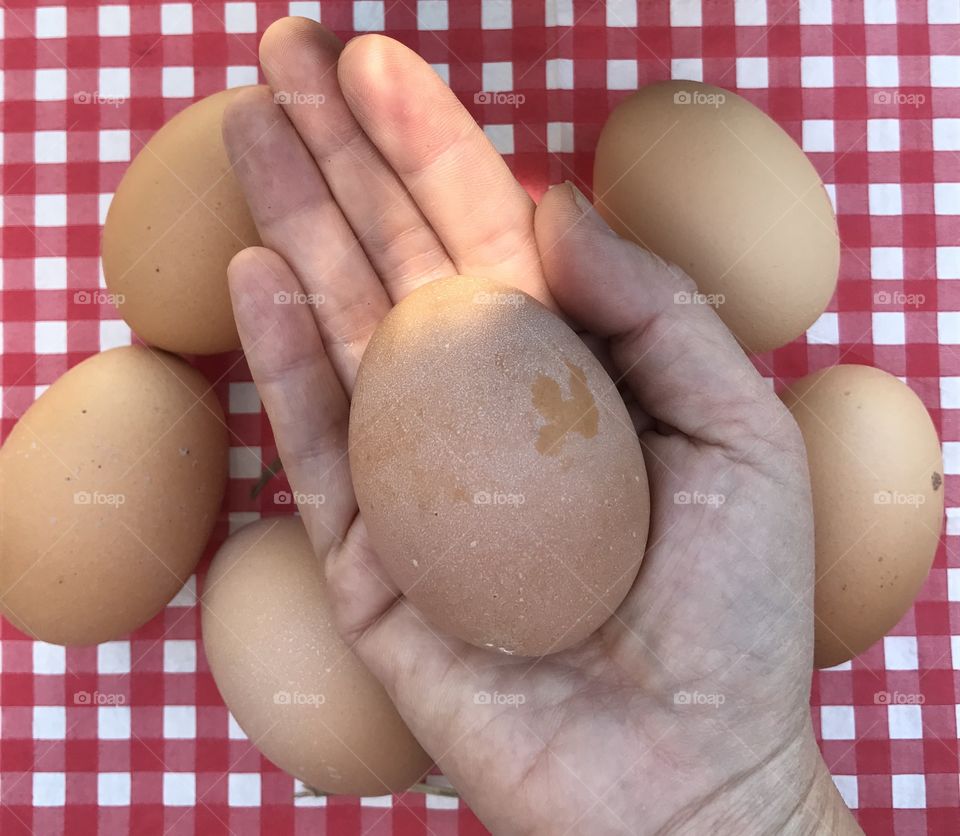 Hand holding chicken egg