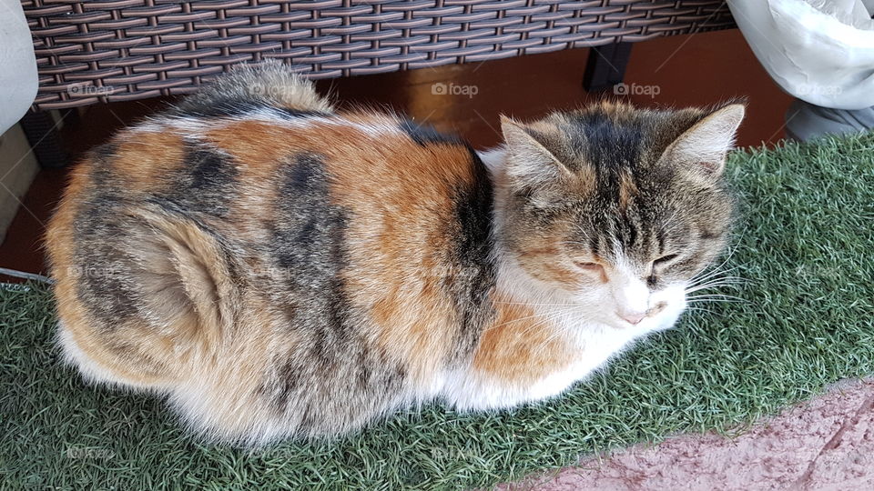 multiple colors cat relaxed