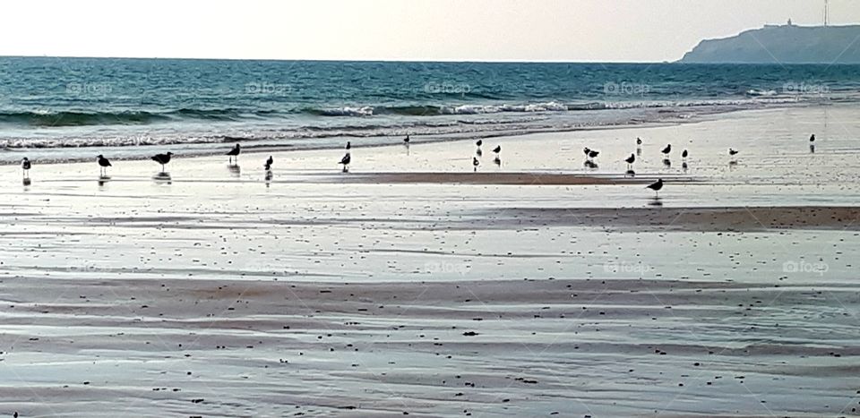 seagulls by the sea water