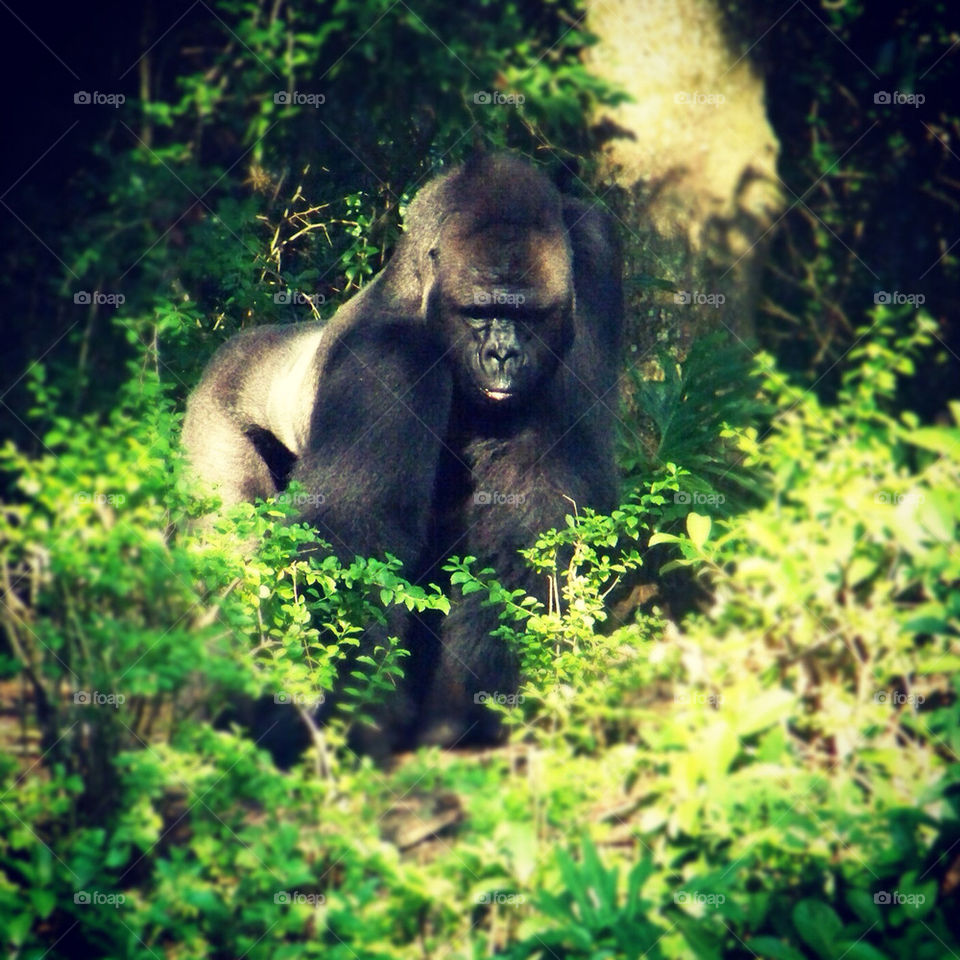 animal wildlife safari orlando by tonyalynn