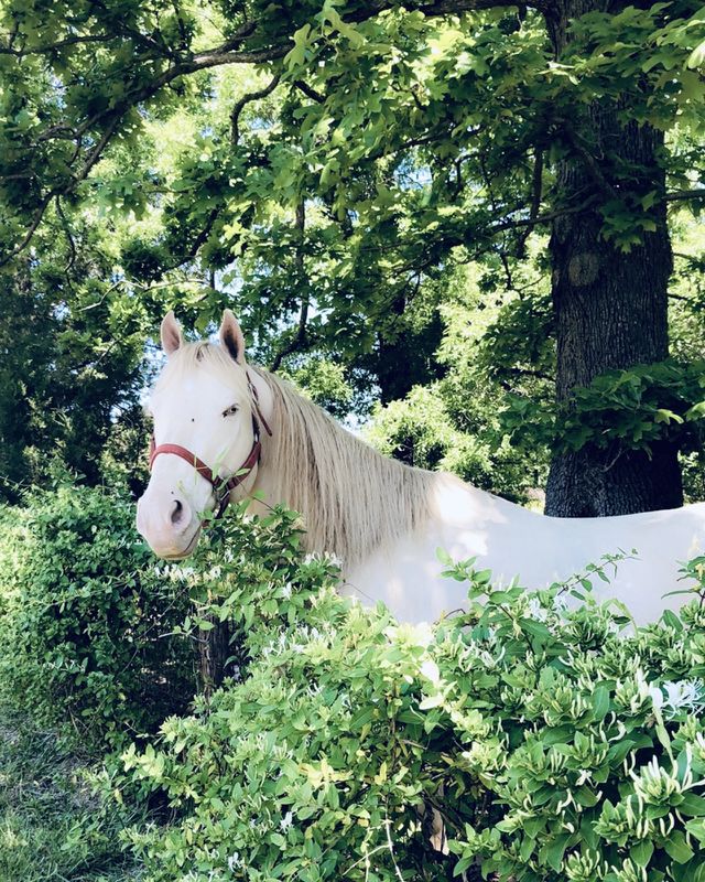 White Horse in the Forest