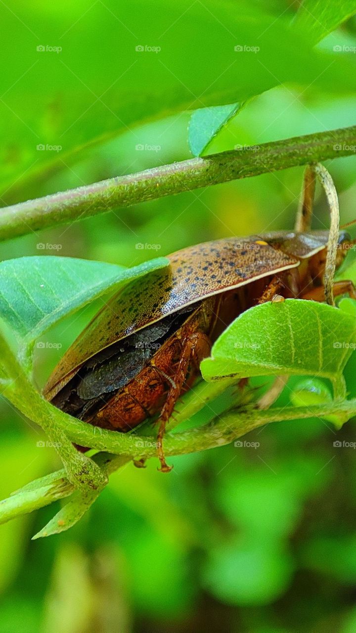 Hiding, bugs under bugs, mother bug holding her kids under the wings, lot of bugs, strange bugs, black bugs, hiding bugs