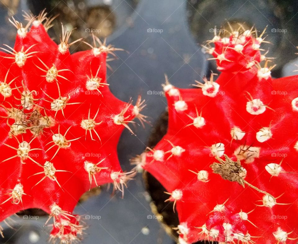 Red cacti 