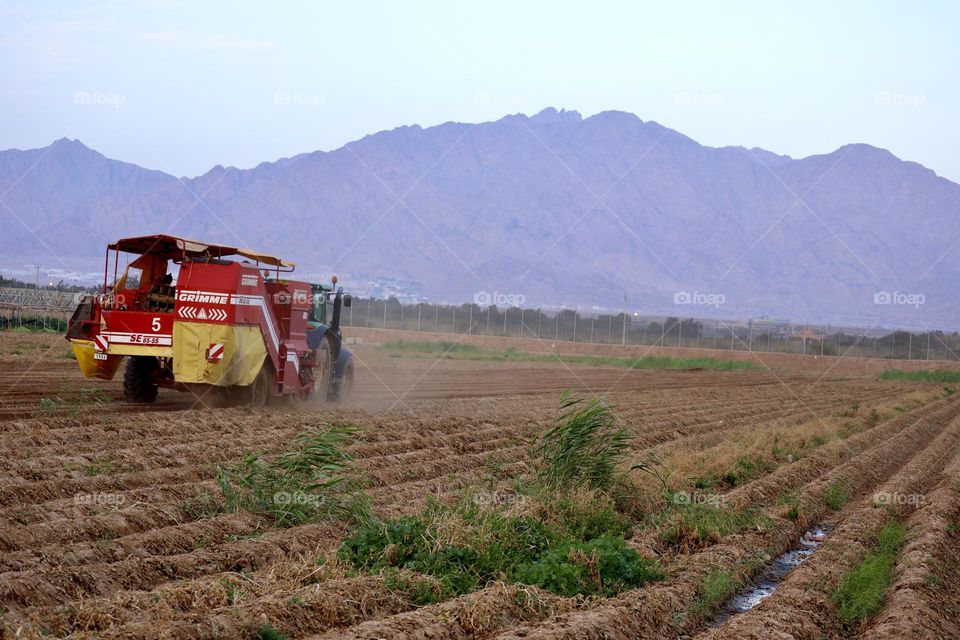 Combine tractor take out potatoes at potato field 