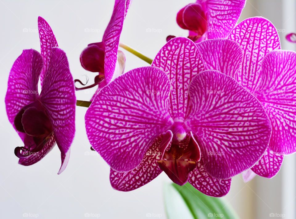 magenta colour orchid flowers close up