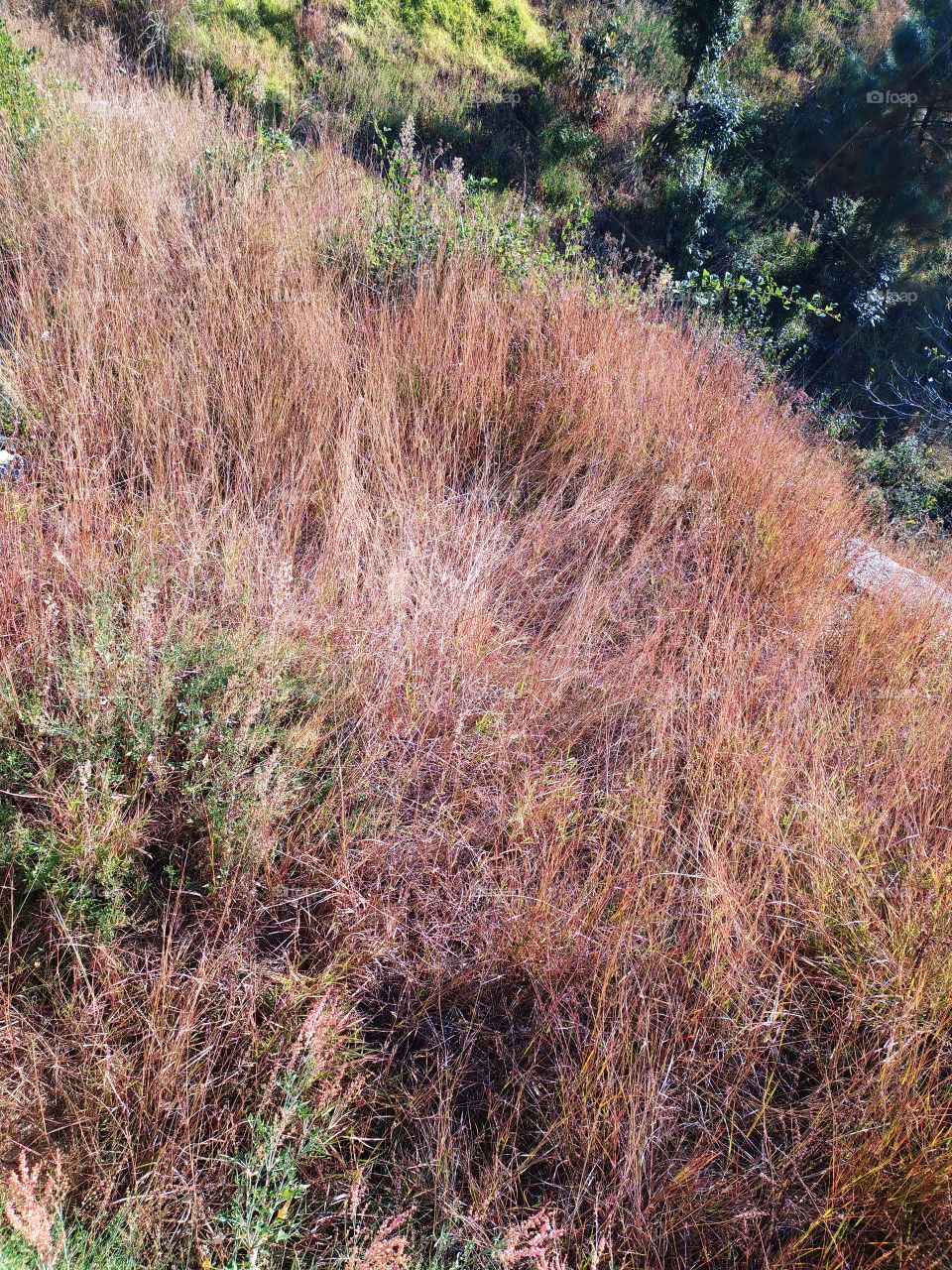 Colours of nature on the way to Gangotri in the great Himalayan terrain