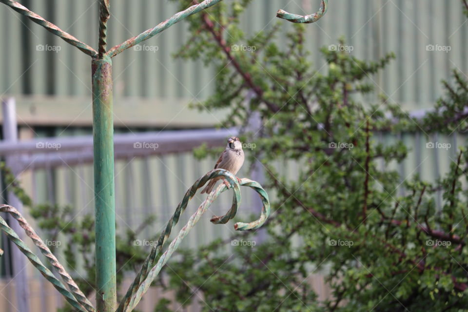 Sparrow on a cast iron bird feeder ring 