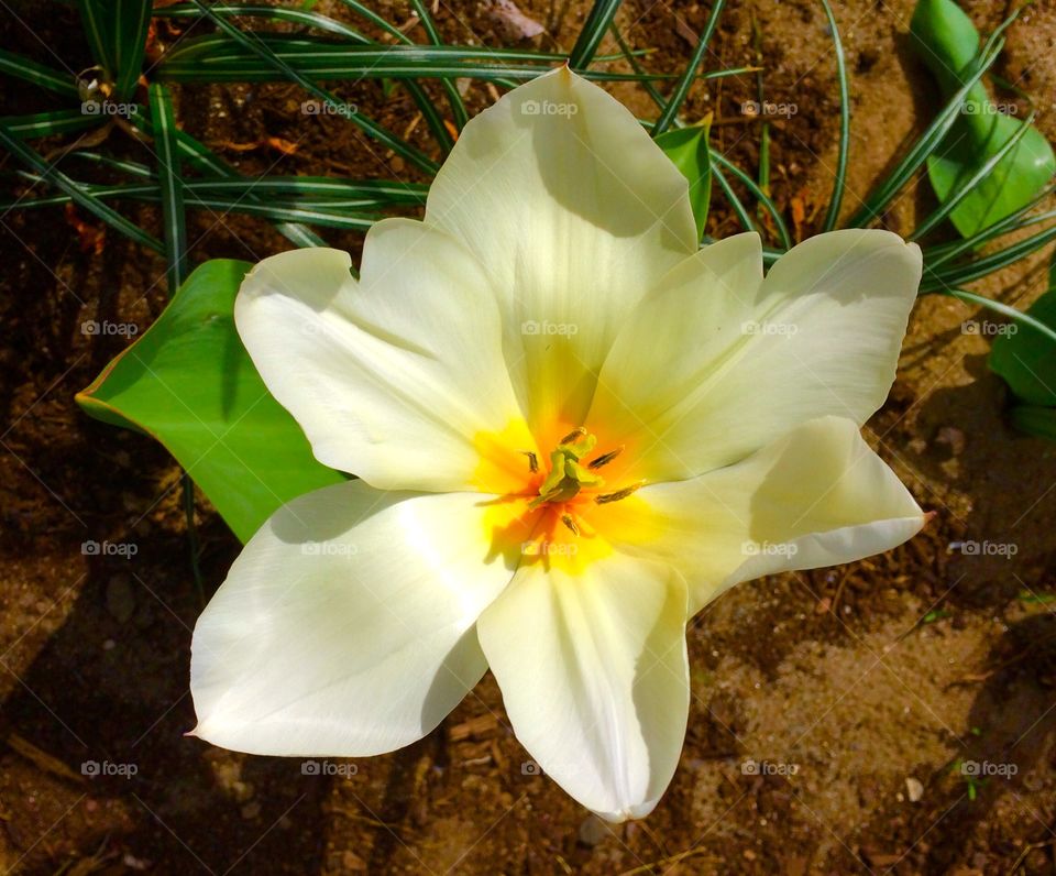 Fully Open Tulip. Tulip from my bulb garden bed.