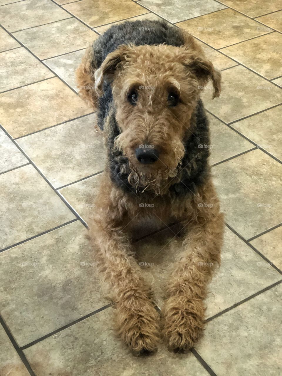 Airedale Terrier