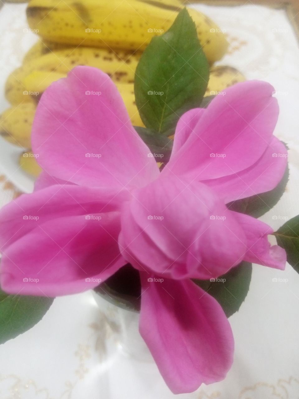 pink rose with Patel's