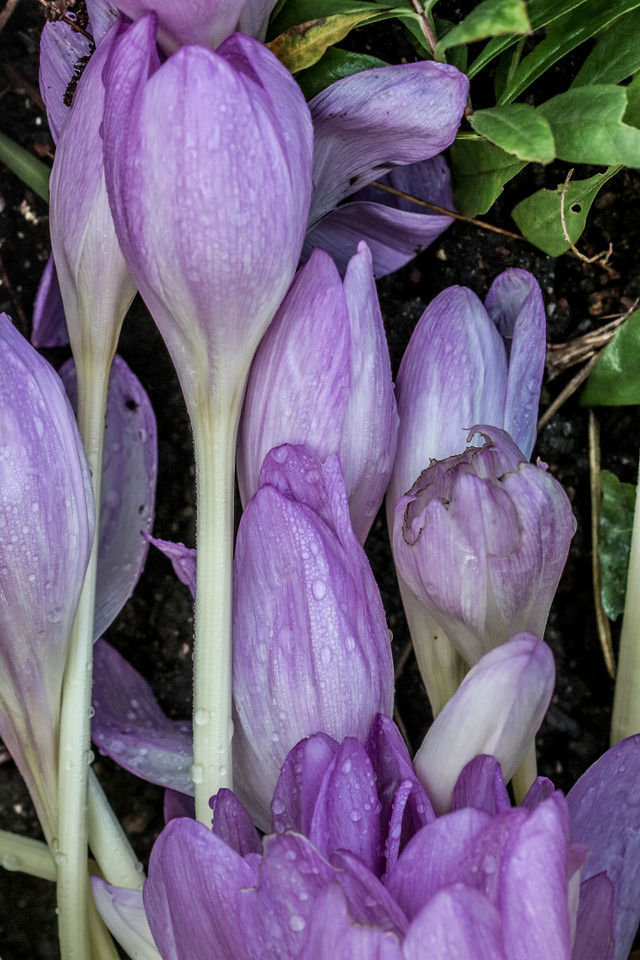 Late bloom