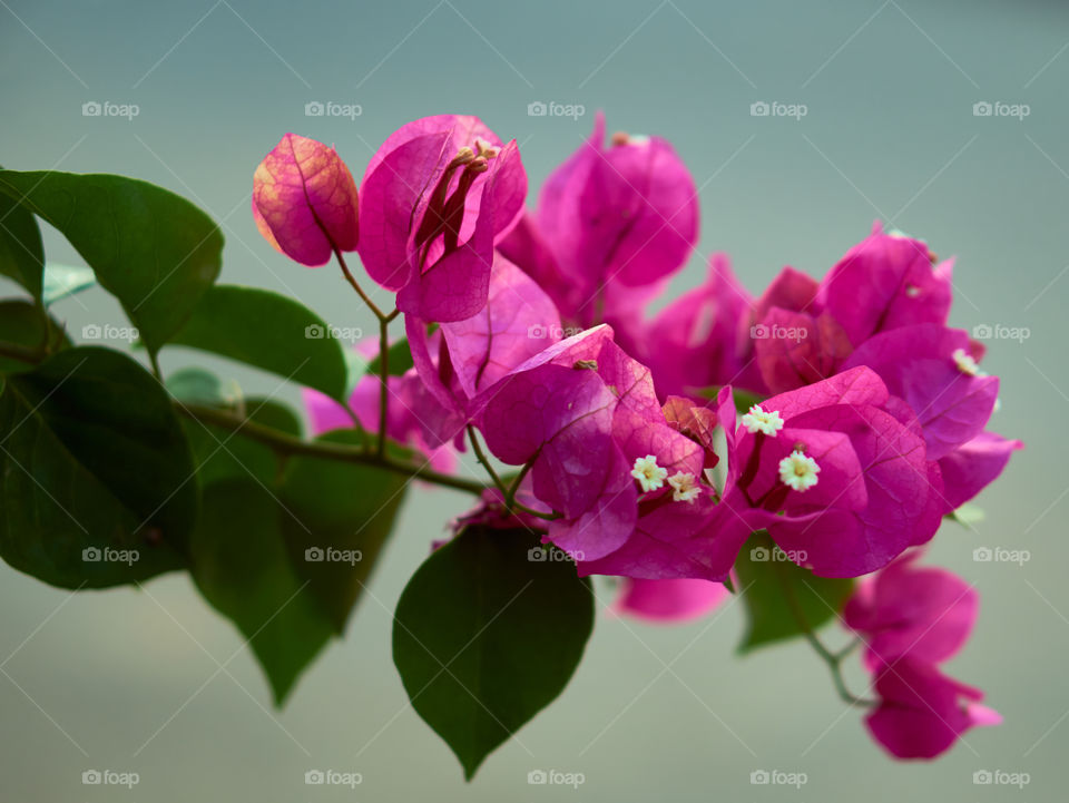 Floral photography - paper rose