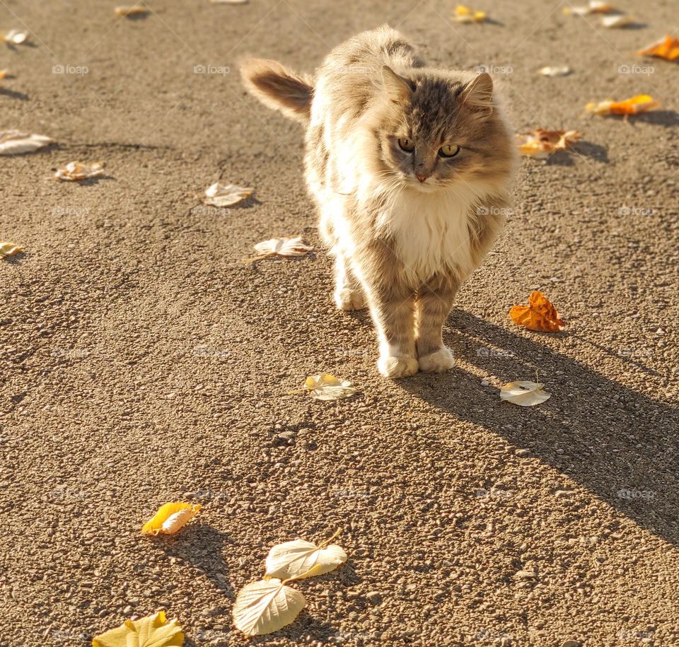A furry cat under the autumn sunlight