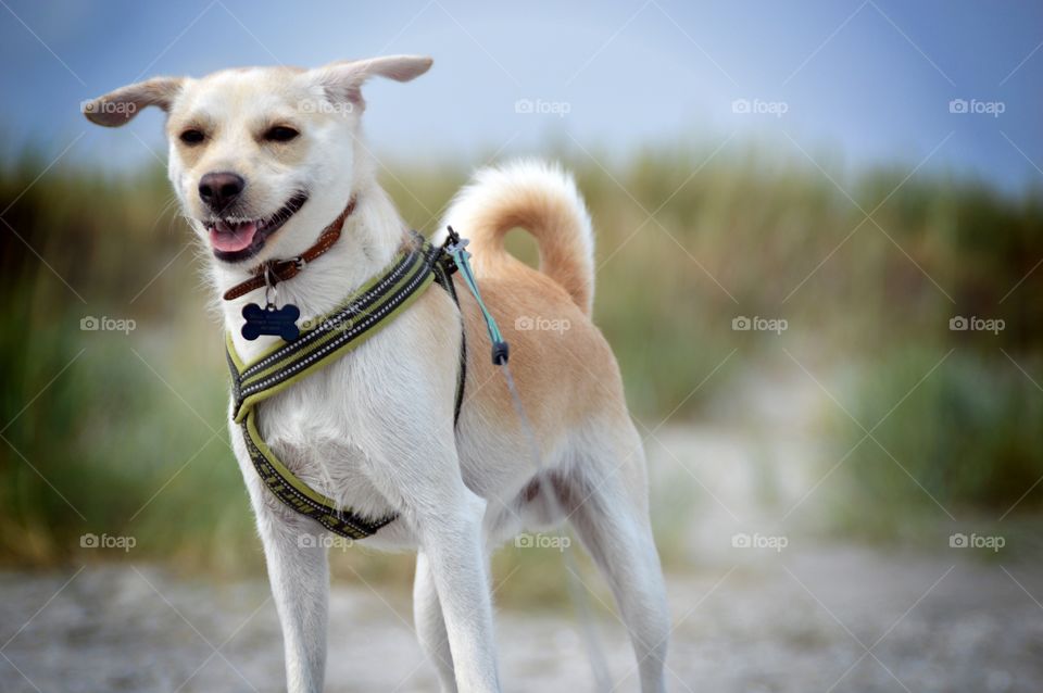 Mixed breed: Jack Russell, poodle, japanese spitz, dachshund and tschi-zsu