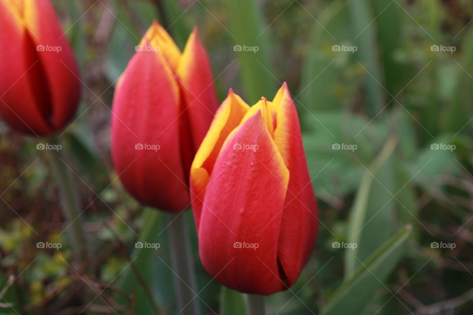 Tulpe  / Tulip eine wunderschöne Blume 