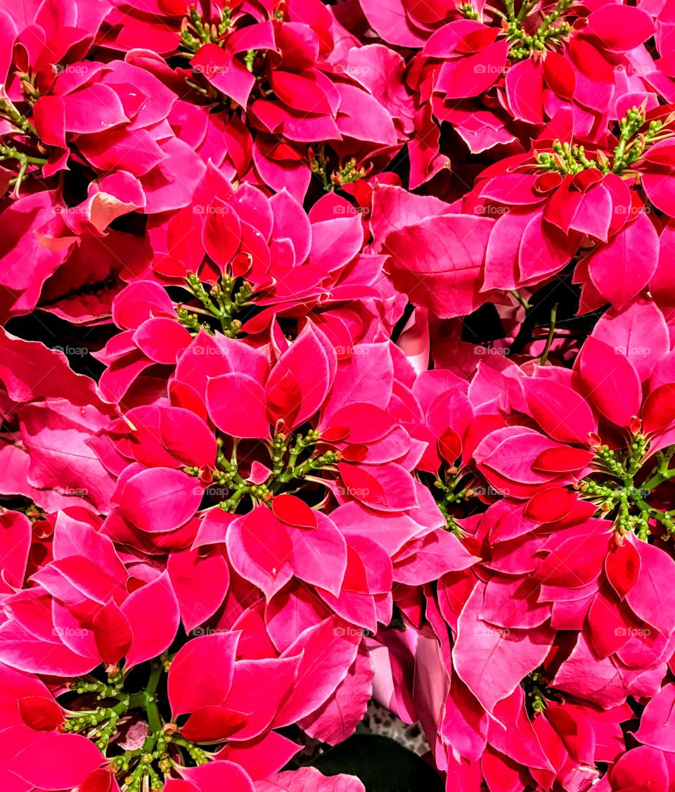 Special Edition Poinsettias 