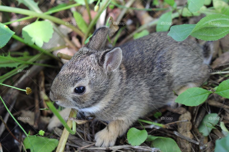 Close-up of rabbit in forest