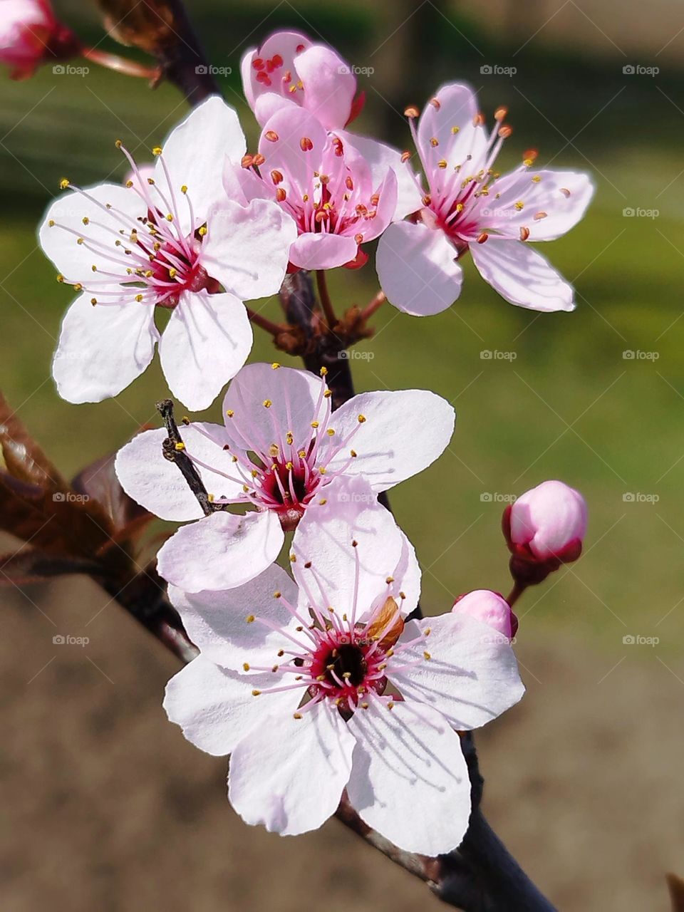 cherry blossom spring