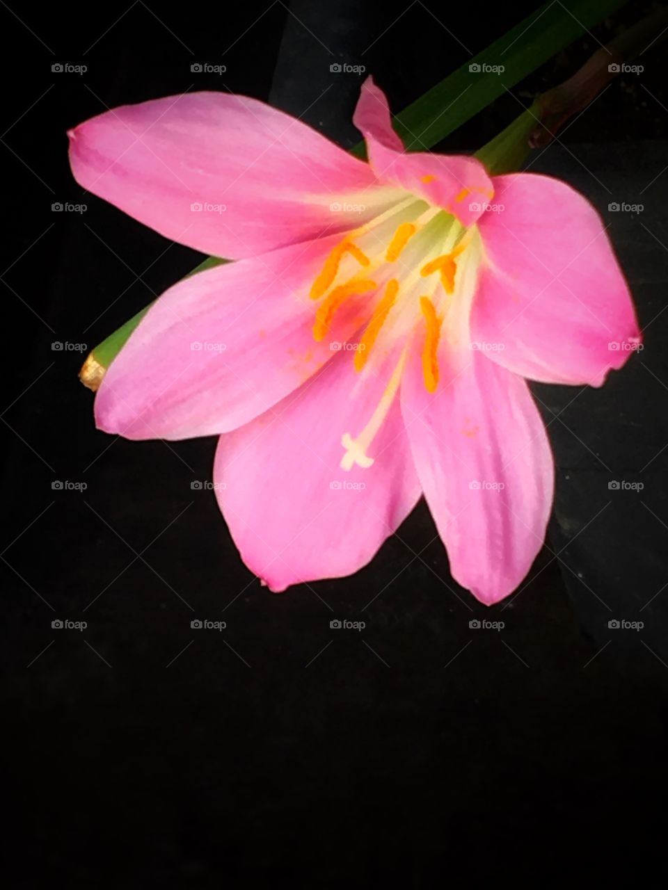 Zephyranthes rosea, commonly known as the Cuban zephyrlily, rosy rain lily, rose fairy lily, rose zephyr lily or the pink rain lily, lives one day and has only one flower per bulb. This one lived in our backyard garden.