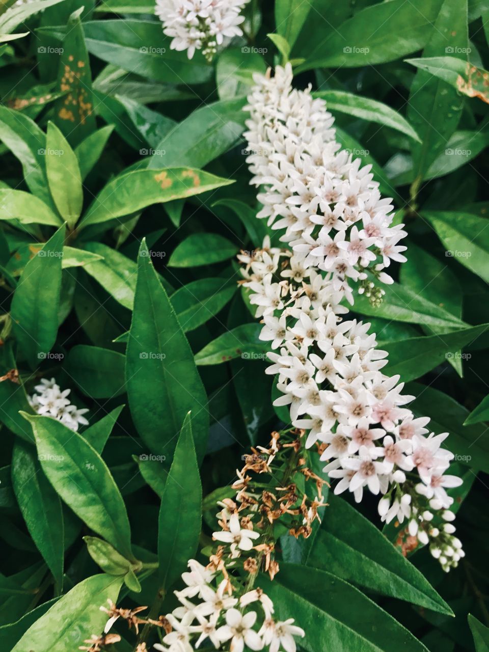 Cute little white flowers popping up in the bushes. 