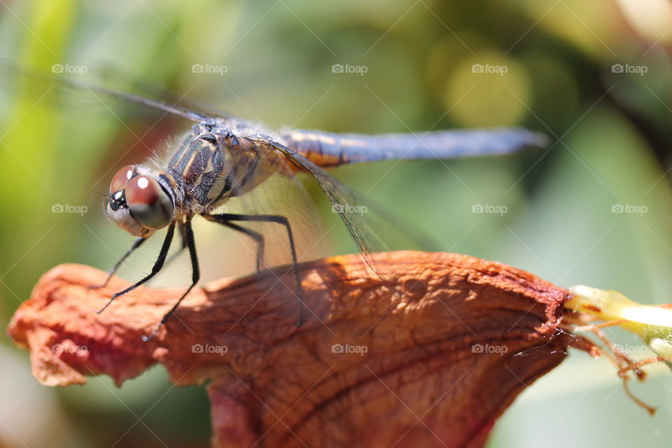 blue dasher dragonfly