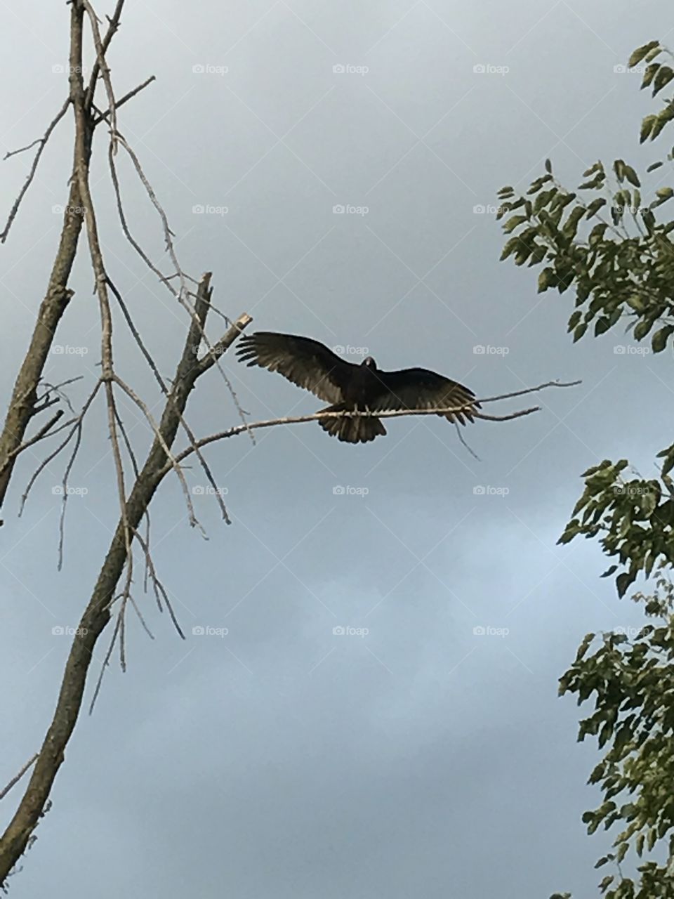 Vulture with wings spread