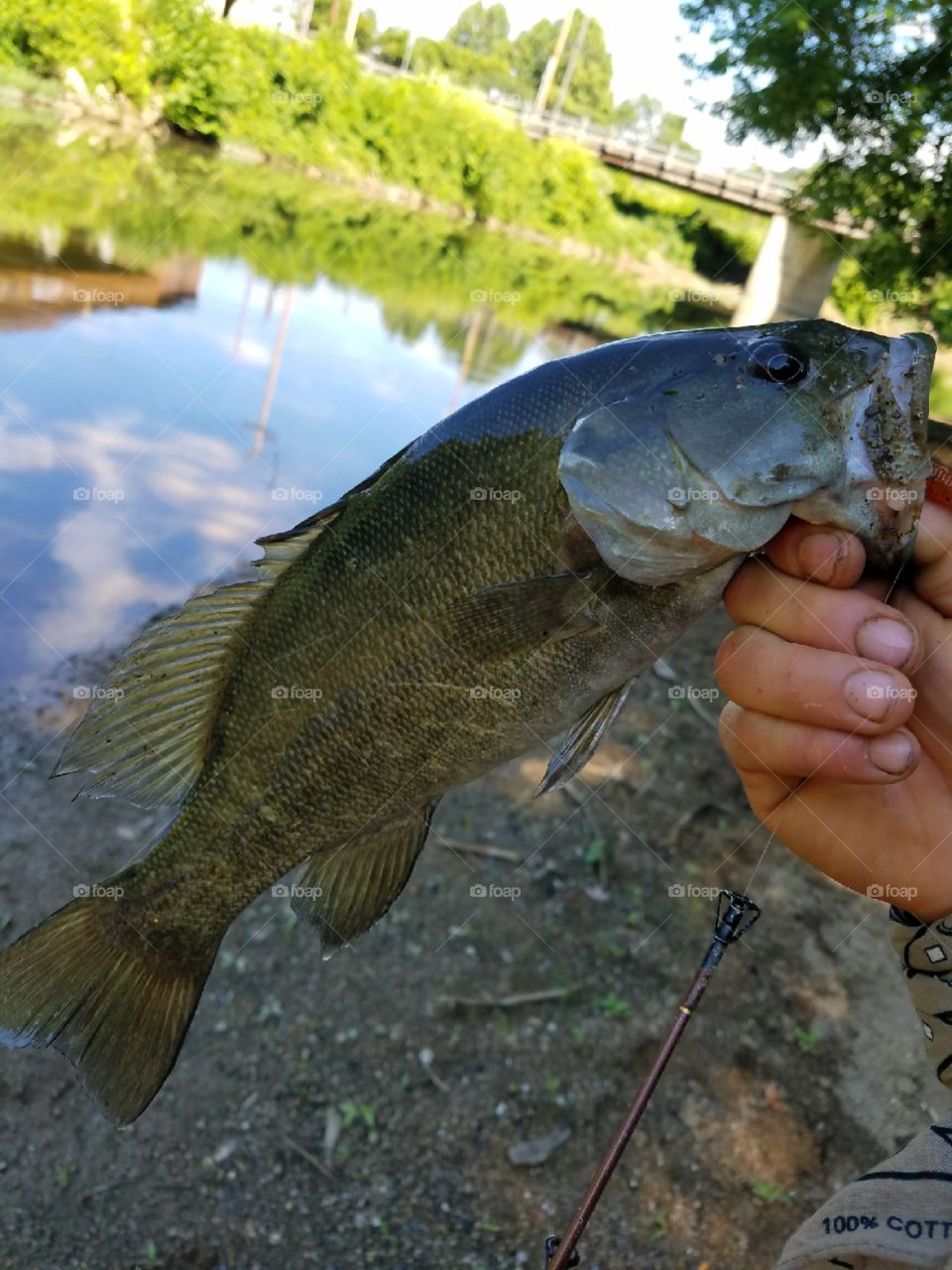 Small mouth bass