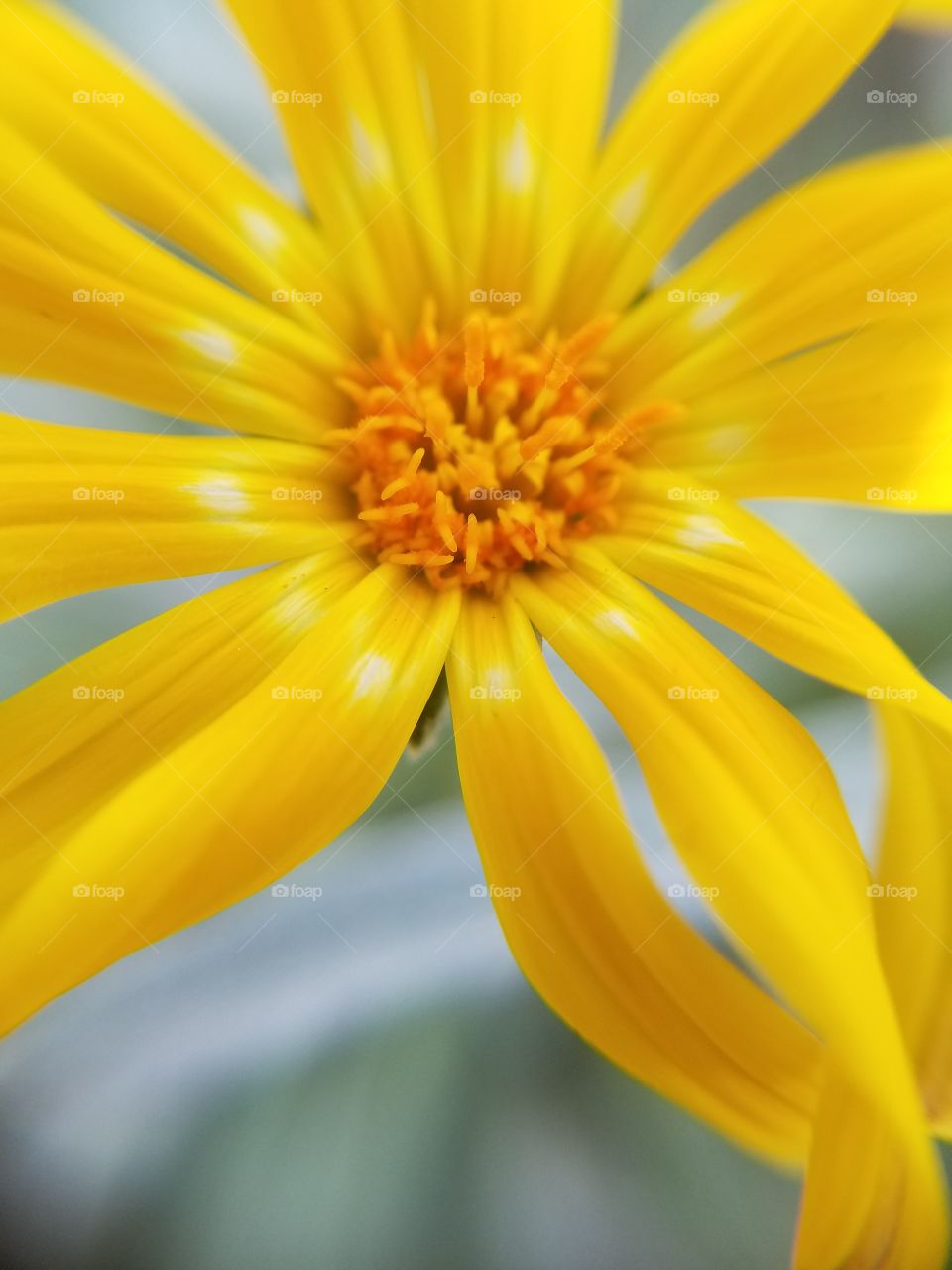 Yellow Flower taken at Longwood gardens