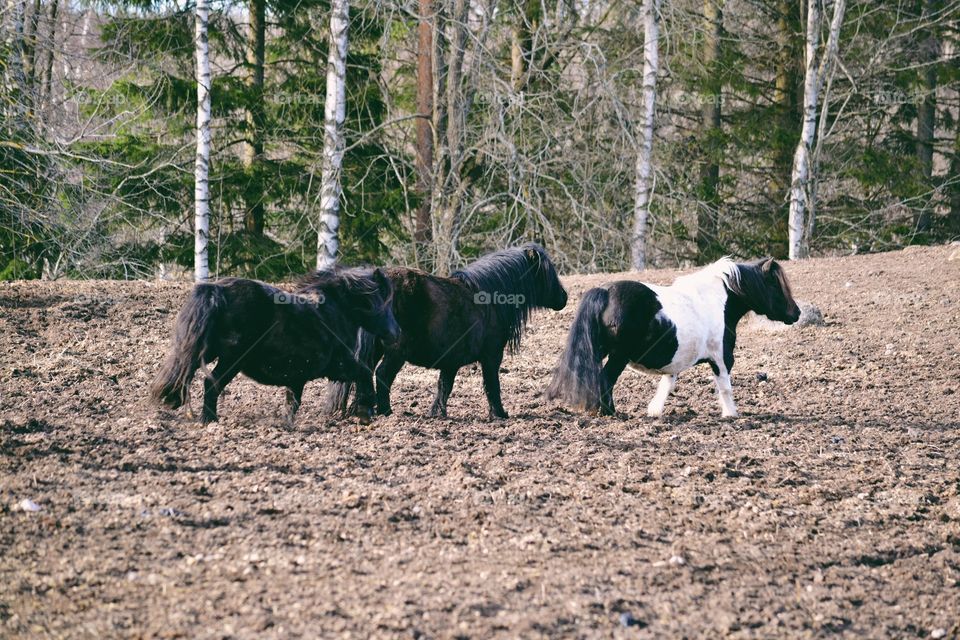 Ponies in a pasture