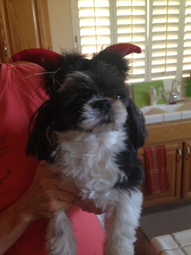 Devil dog 