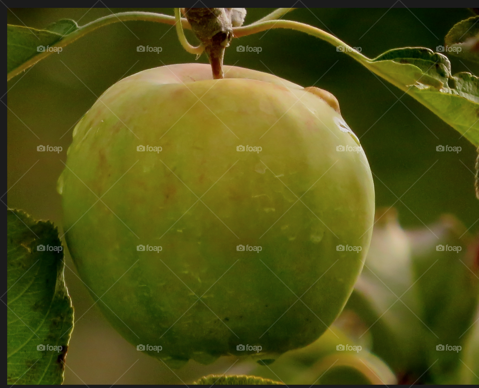 Fall apple in the orchard
