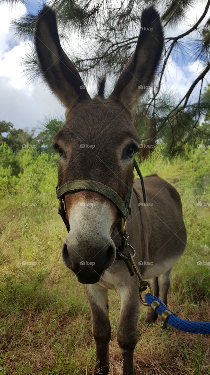 mini donkey