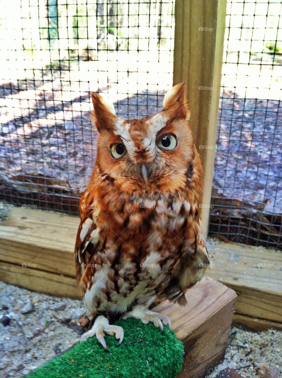 Eastern Screech Owl