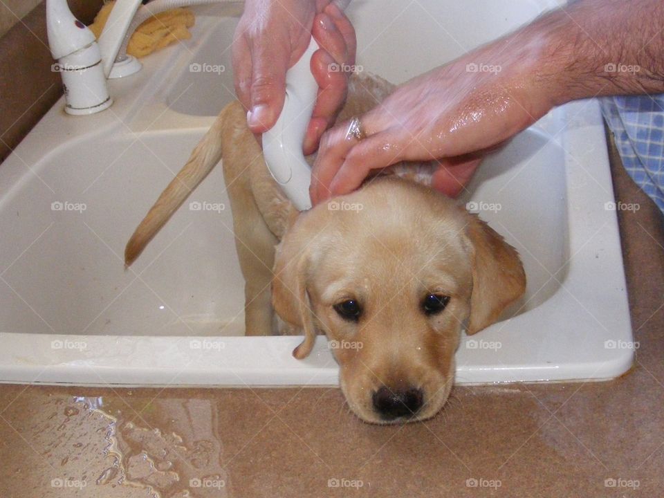 This yellow puppy looks like he is thinking about jumping out of the sink.