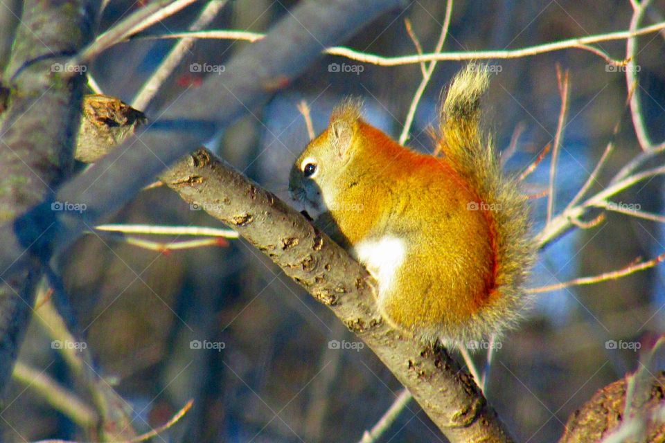 Winter Red Squirrel