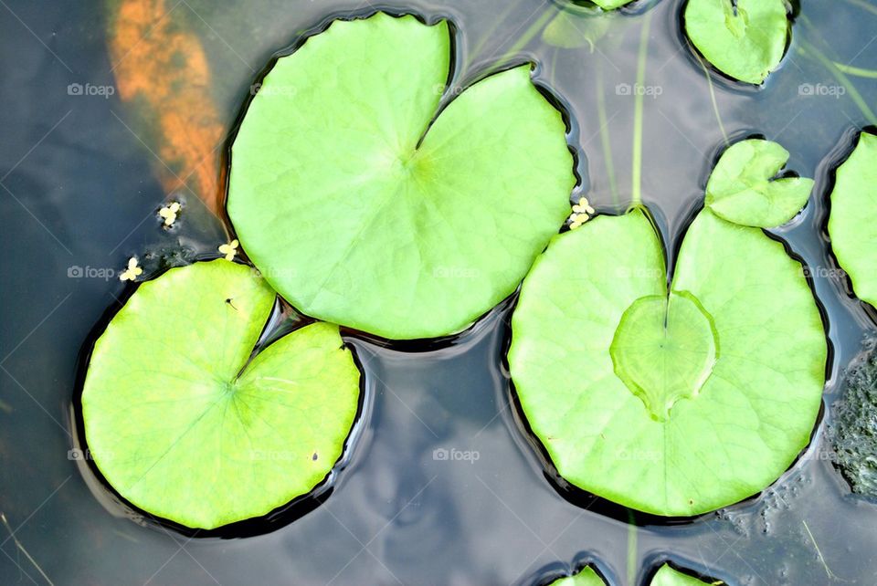 Lotus leaf in the water