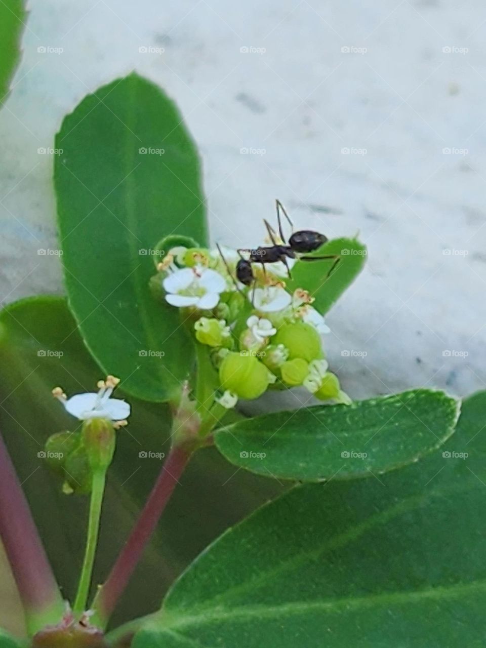 ant searching for food