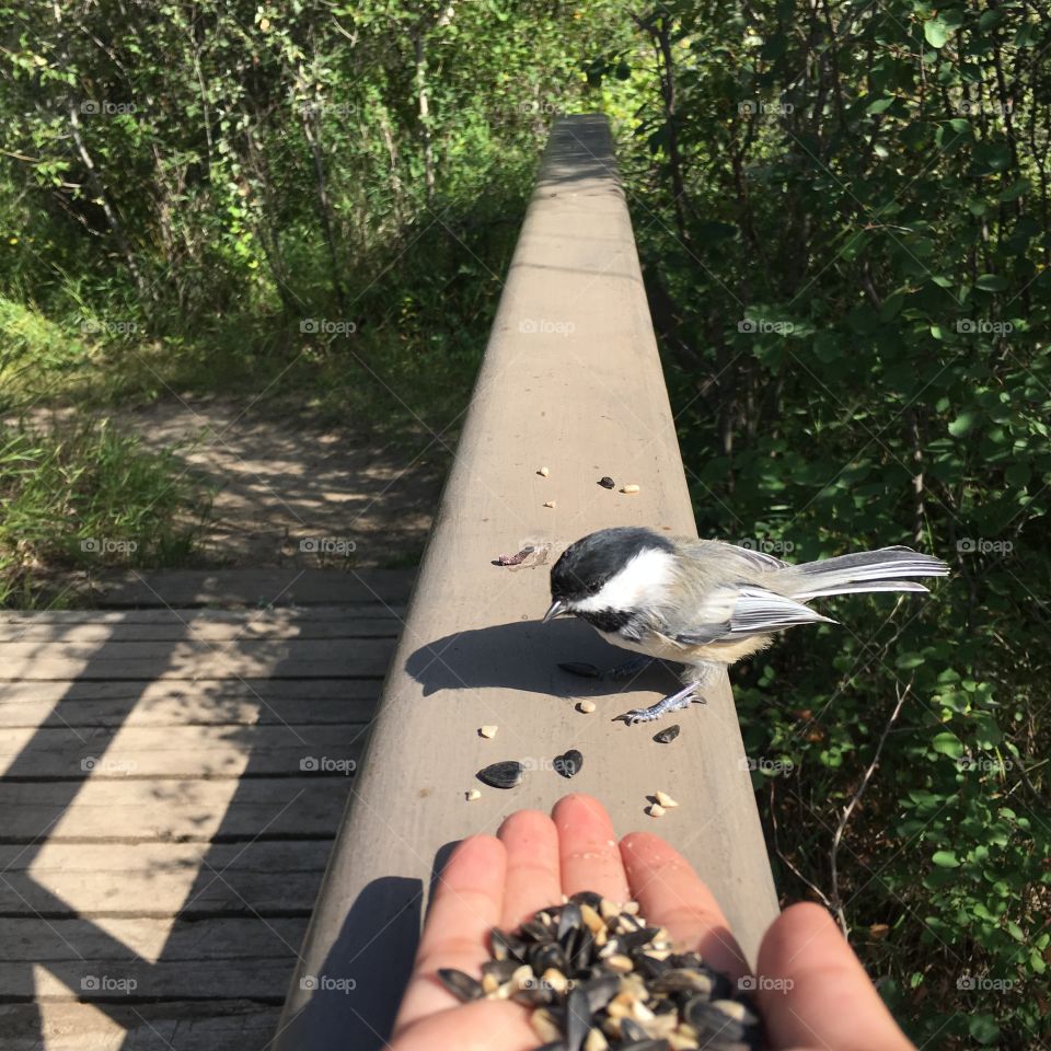 Bird, Nature, No Person, Outdoors, Wood