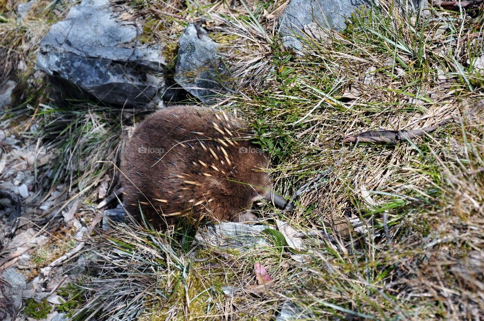 Baby echidna wandering on the side of a hiking track