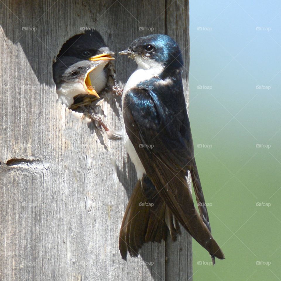 Tree swallow feeding young 