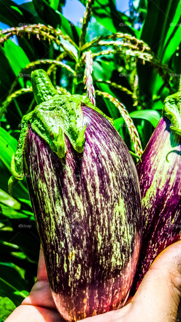 Freshly picked eggplants.