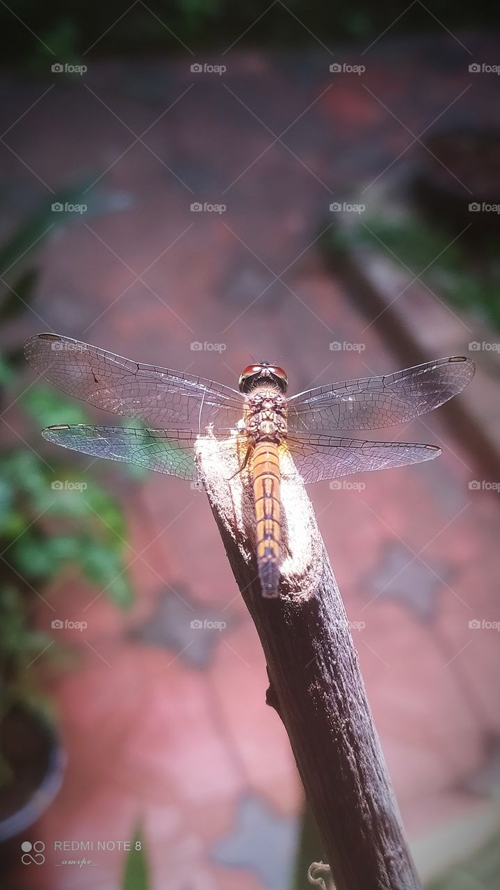 Just look at those patterns on its body! Indeed a work of art!
