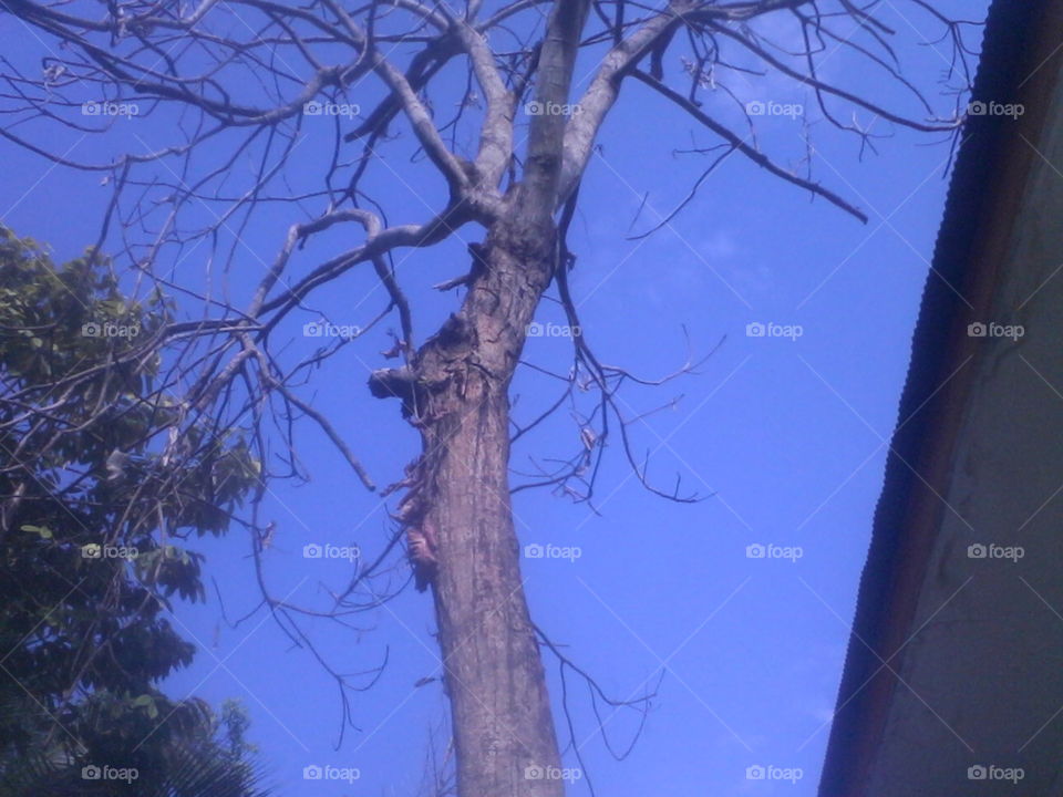 Pohon Kering
Bismillaah, pohon kering dengan latar belakang langit biru