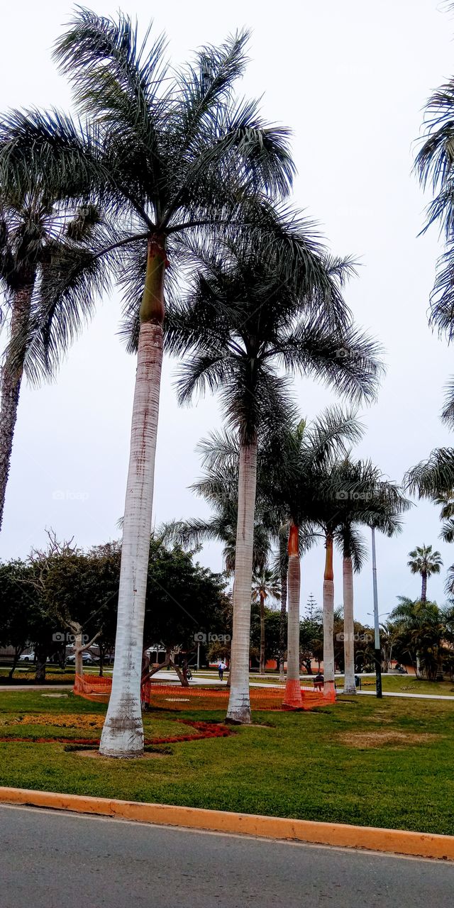 Singular and beautiful