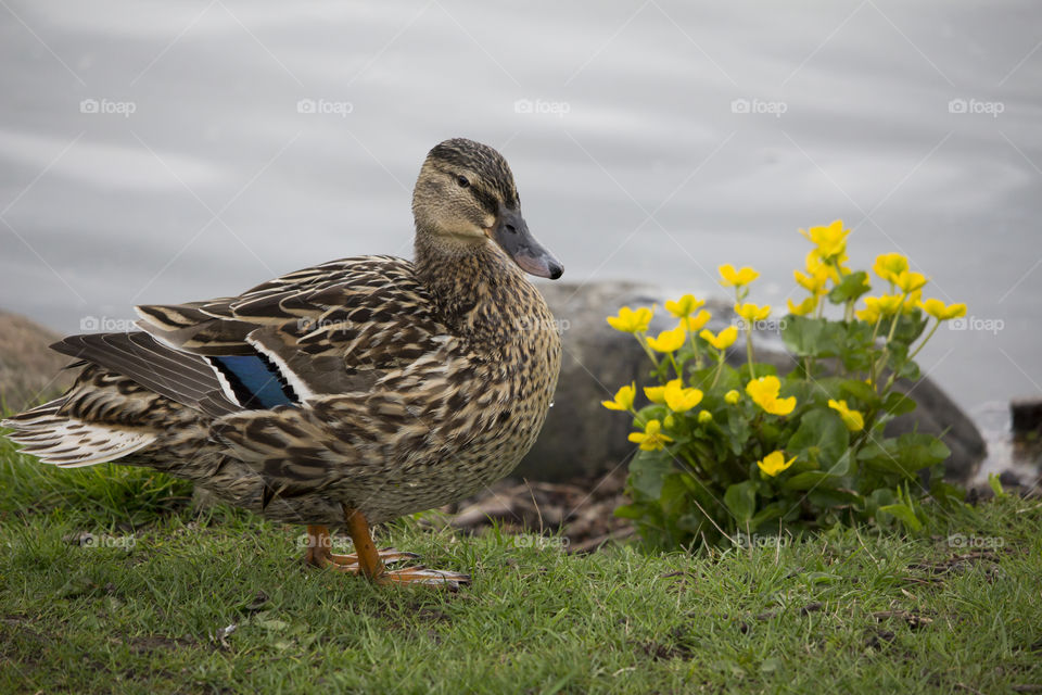 Mallard duck lake yellow flowers .
Anka sjö gula blommor 