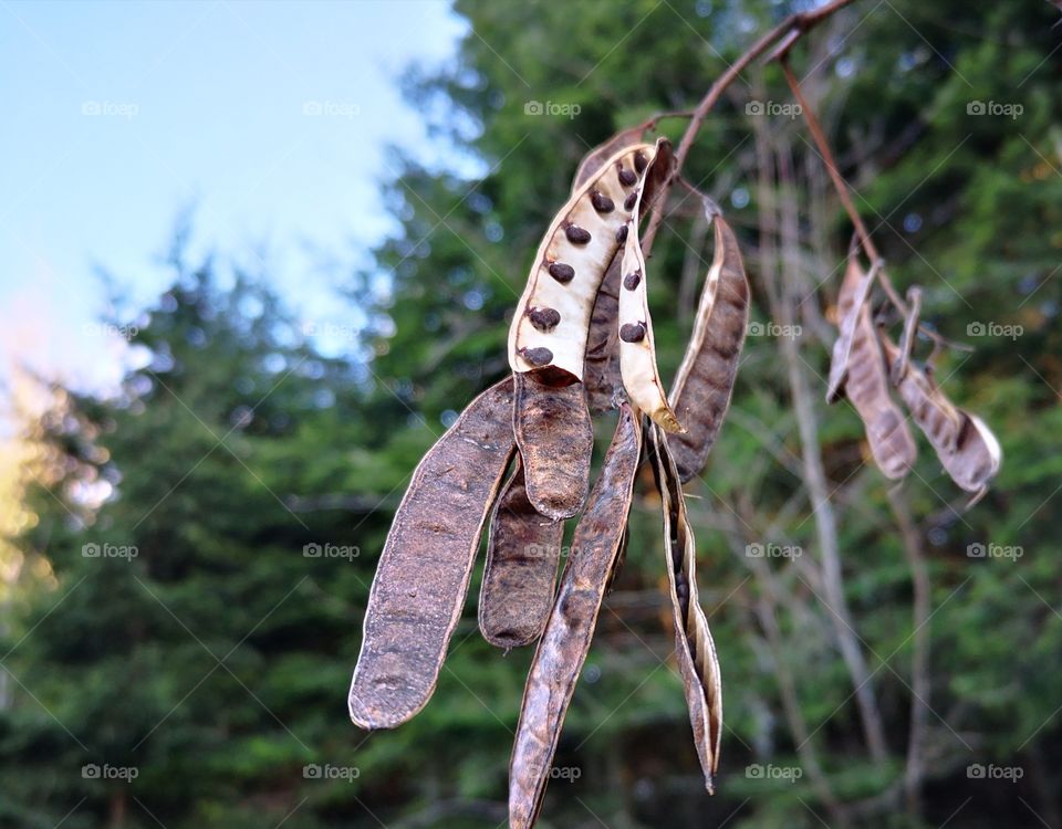 Schöne Samen Schoten