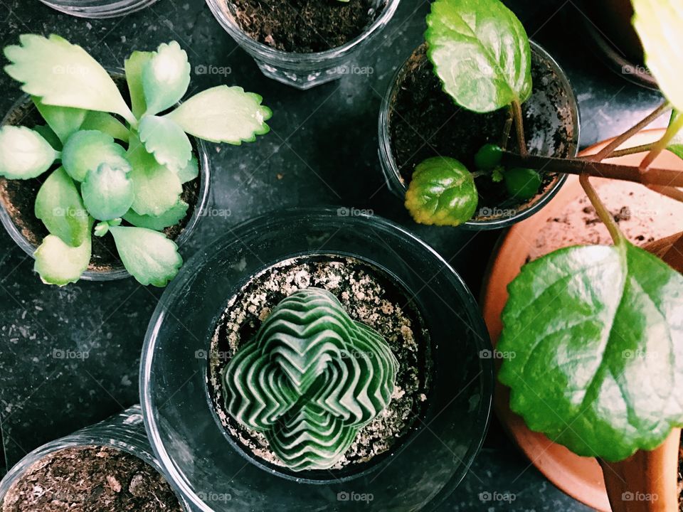 High angle view of potted plants indoors