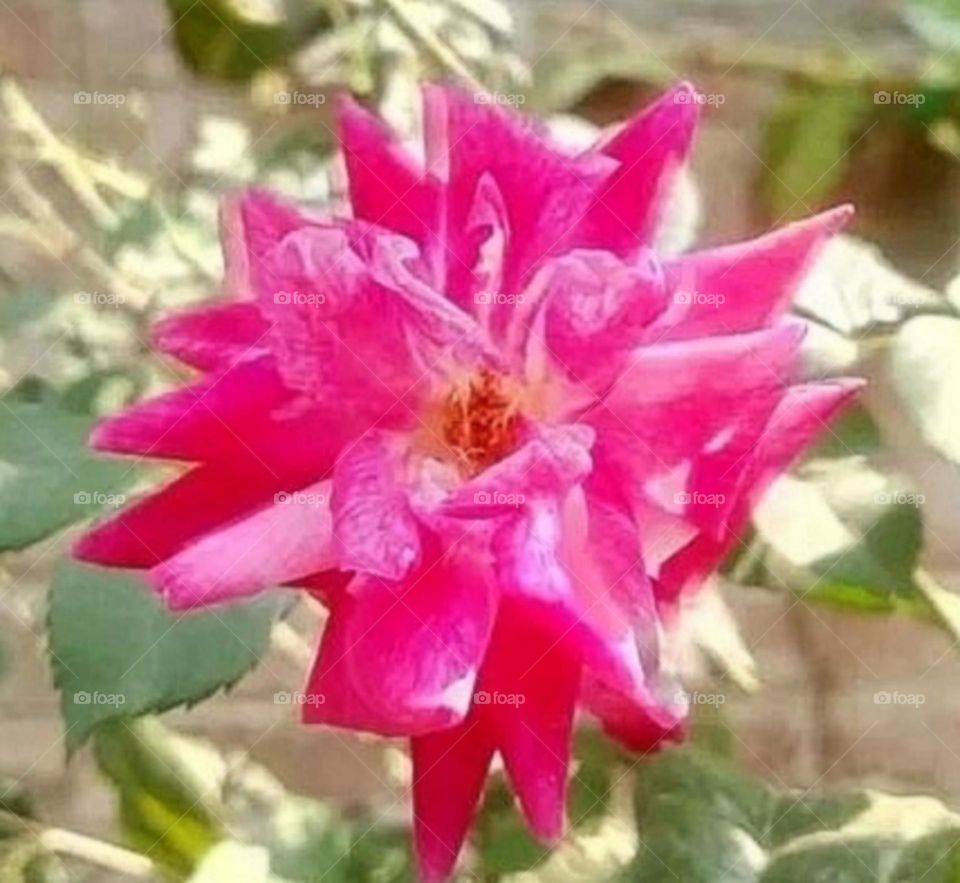 most beautiful and attractive flowers in the garden.